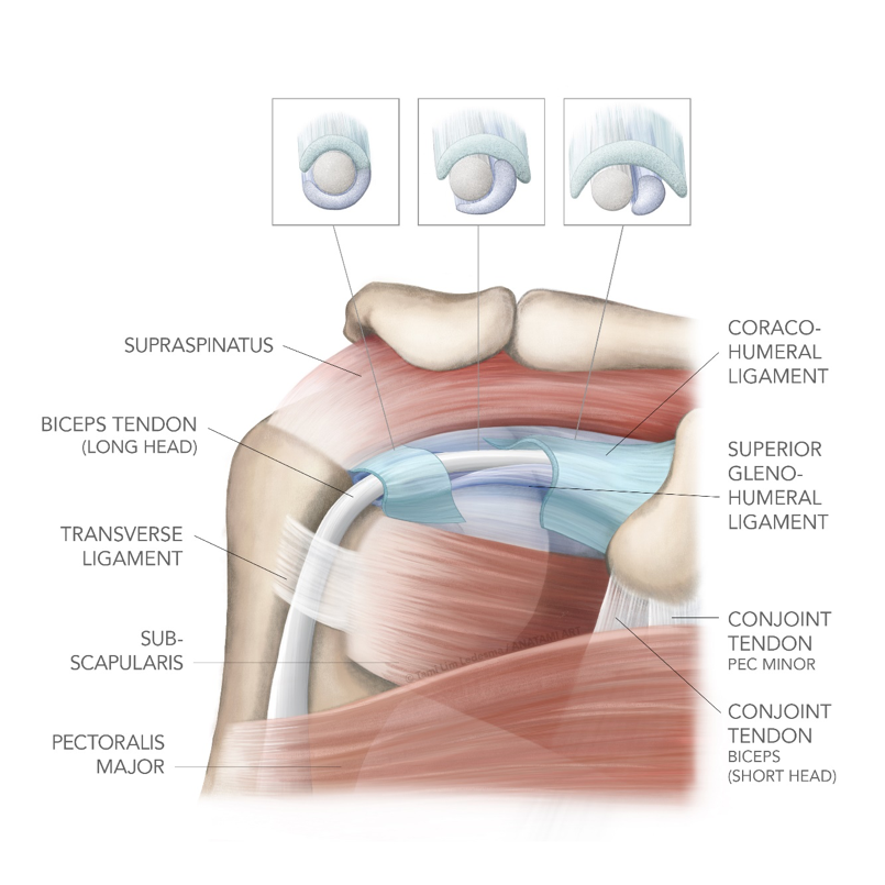 Sports Injury Bulletin Diagnose Treat The Long Head Of The Biceps Tendon Part I