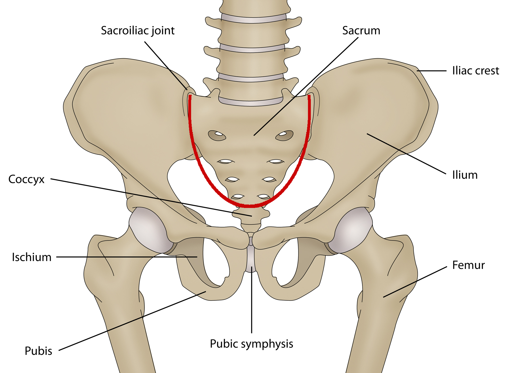 Боль в подвздошной кости. Кости таза анатомия. Linea terminalis таза. Крестцово-подвздошный сустав. Тазовая кость.