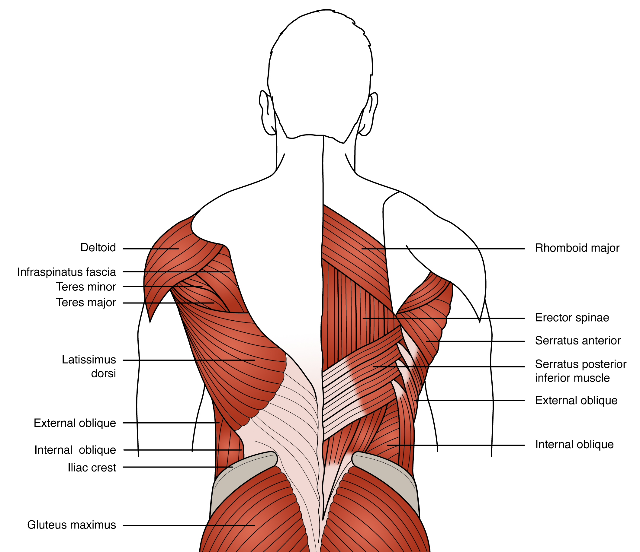 an-overview-of-low-back-pain-causes-risk-factors-and-treatment