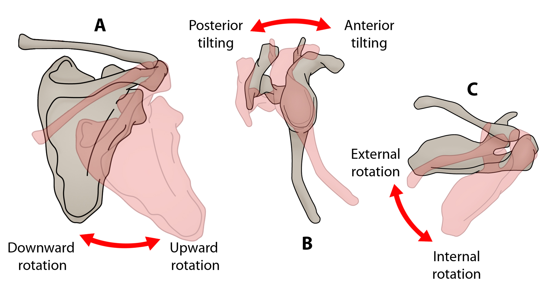 Upward Scapular Rotation Sports Injury Bulletin - Diagnose & Treat - Lower trapezius: the key to ...