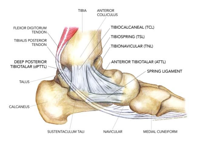 torn deltoid ligament