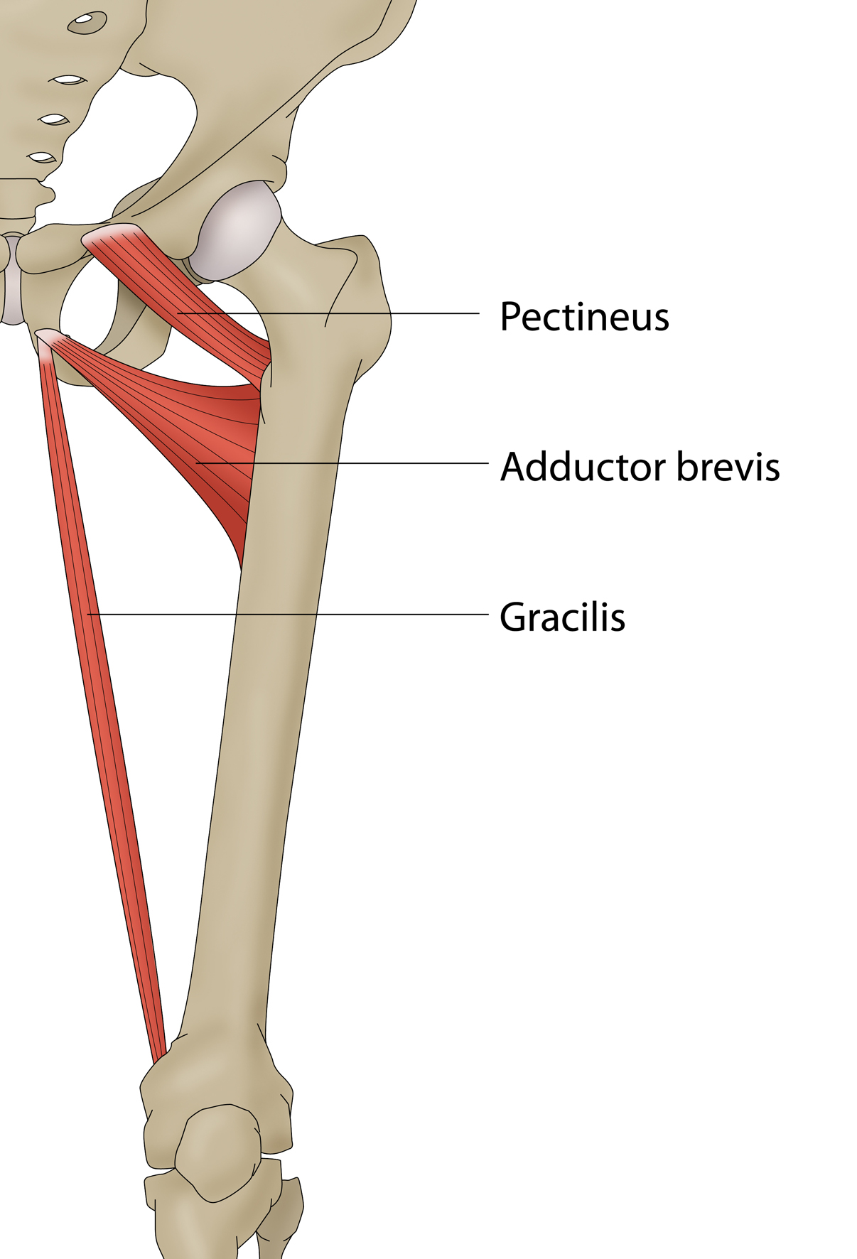 Sports Injury Bulletin - Anatomy - Pelvic stress fracture: a rare but ...