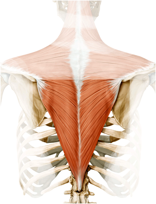 Sports Injury Bulletin - Diagnose & Treat - Lower trapezius: the key to ...