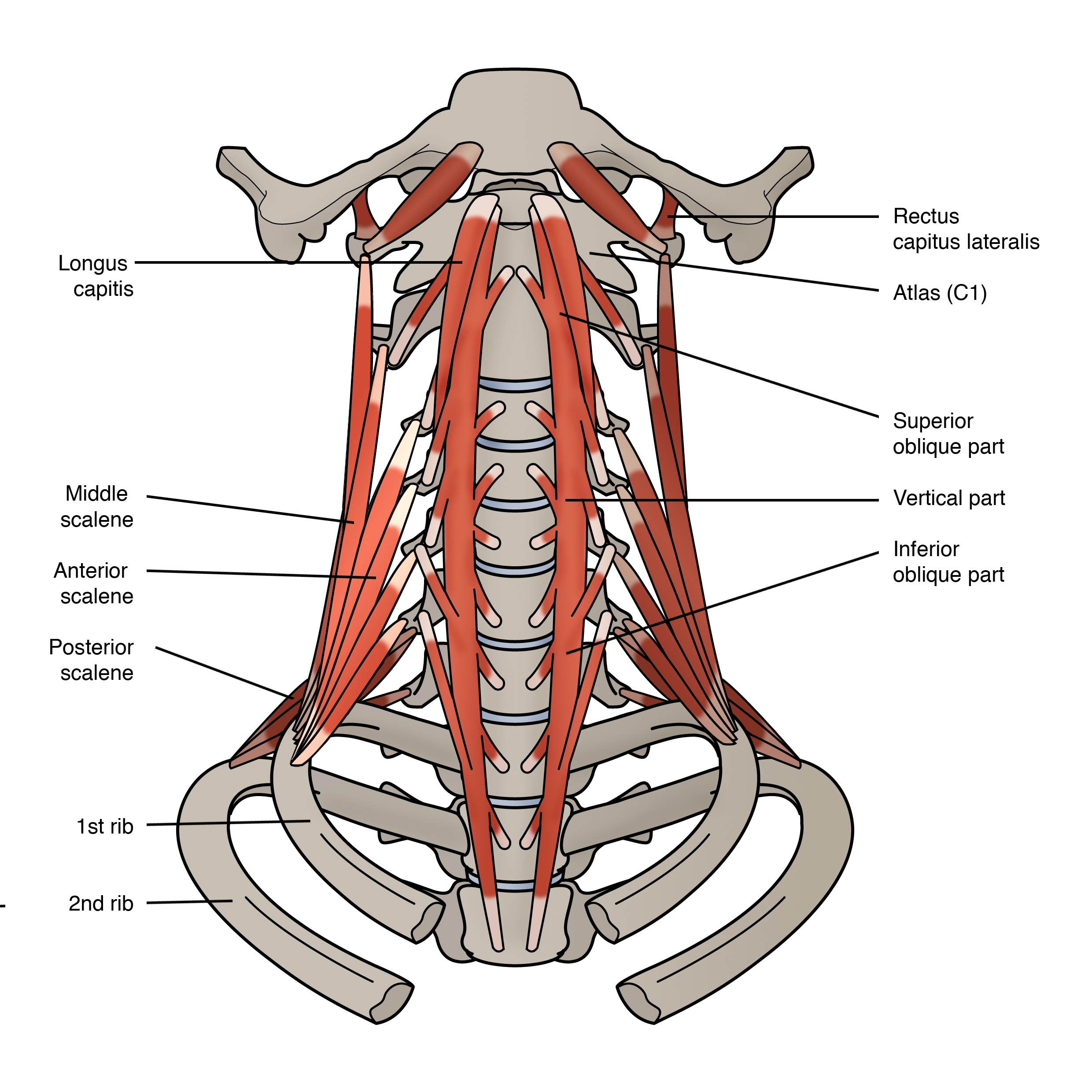 sports-injury-bulletin-diagnose-treat-heads-up-assessing-and