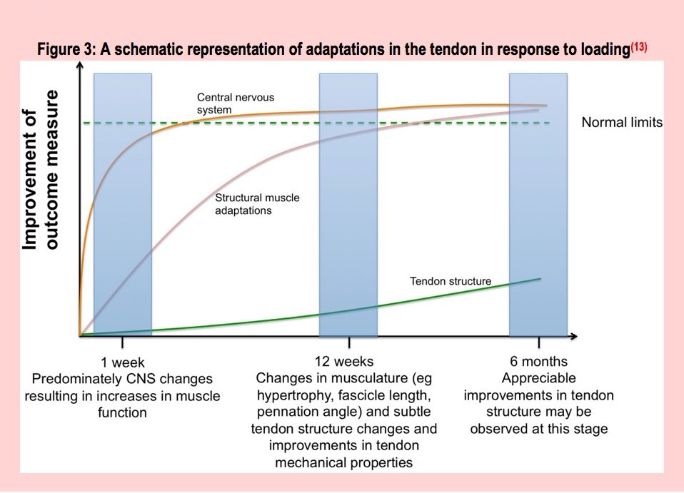 Sports Injury Bulletin - Diagnose & Treat - Tendinopathy: new thinking ...