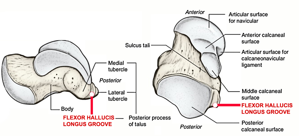 Medial Tubercle Of Talus