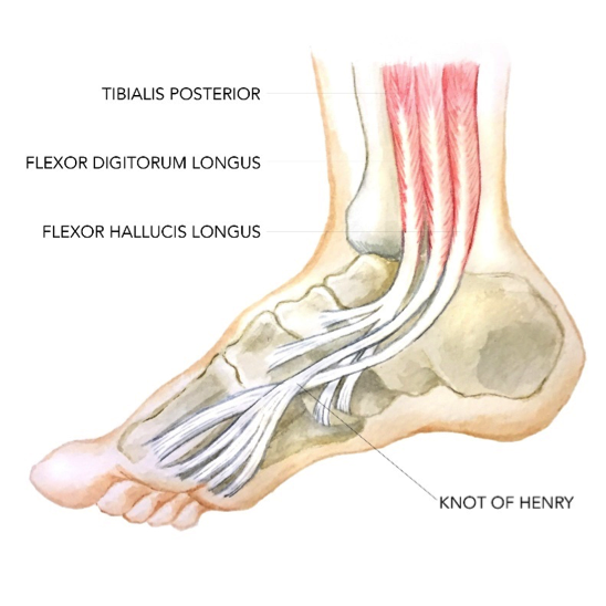 Sports Injury Bulletin - Anatomy - The Flexor Hallucis Longus