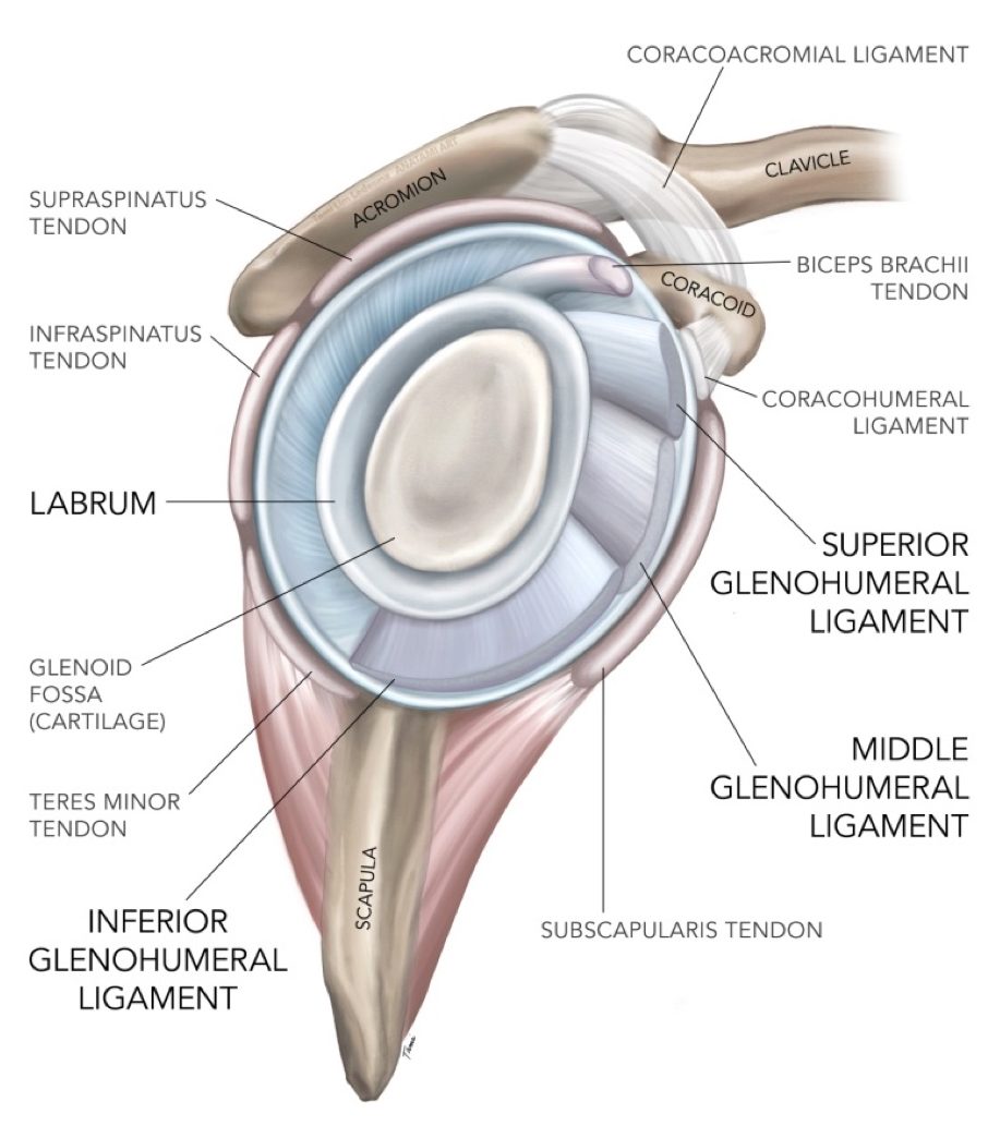 Sports injury bulletin diagnose treat the buford complex