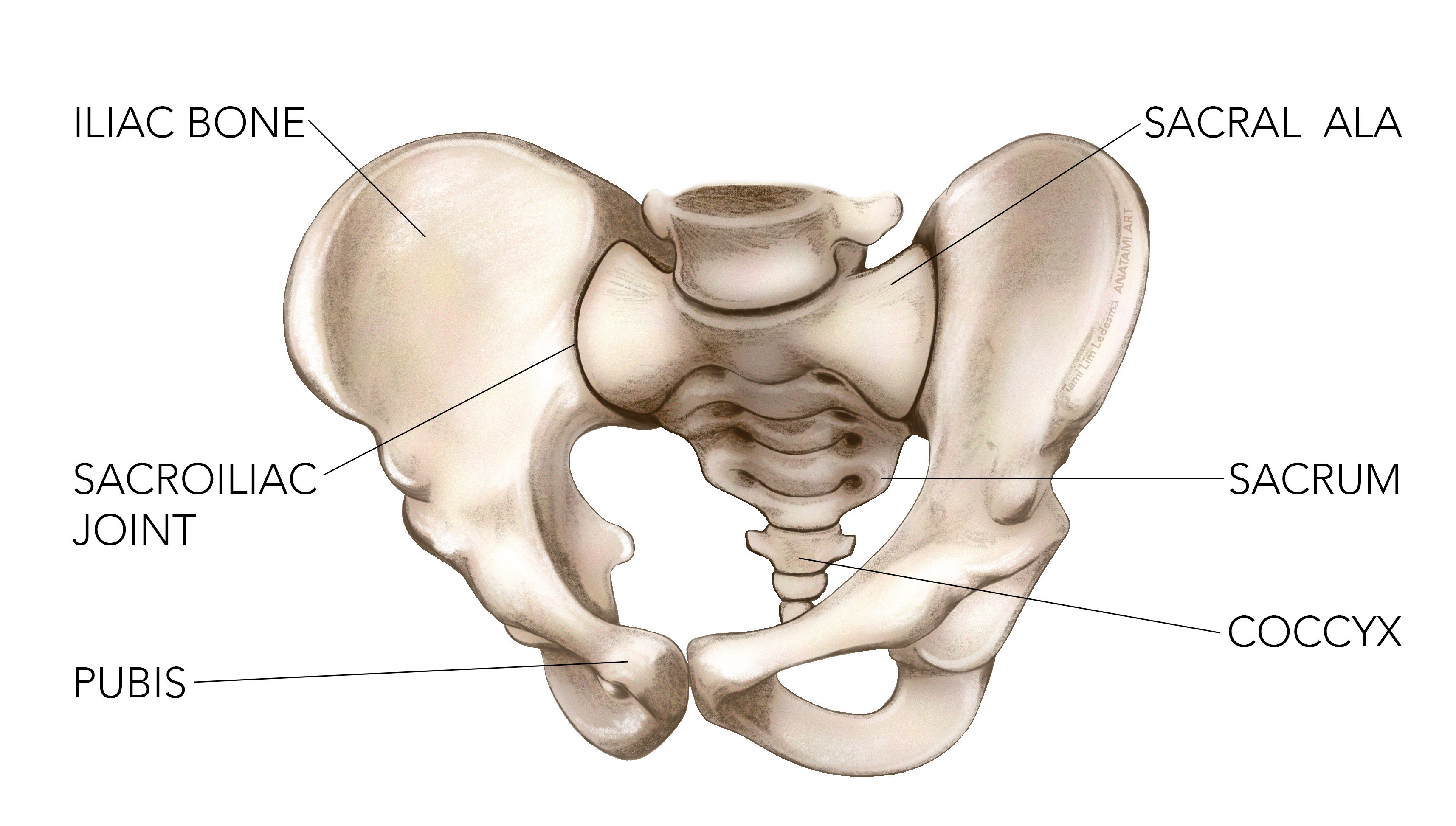 Sports Injury Bulletin Anatomy Sacral stress fracture in runners a