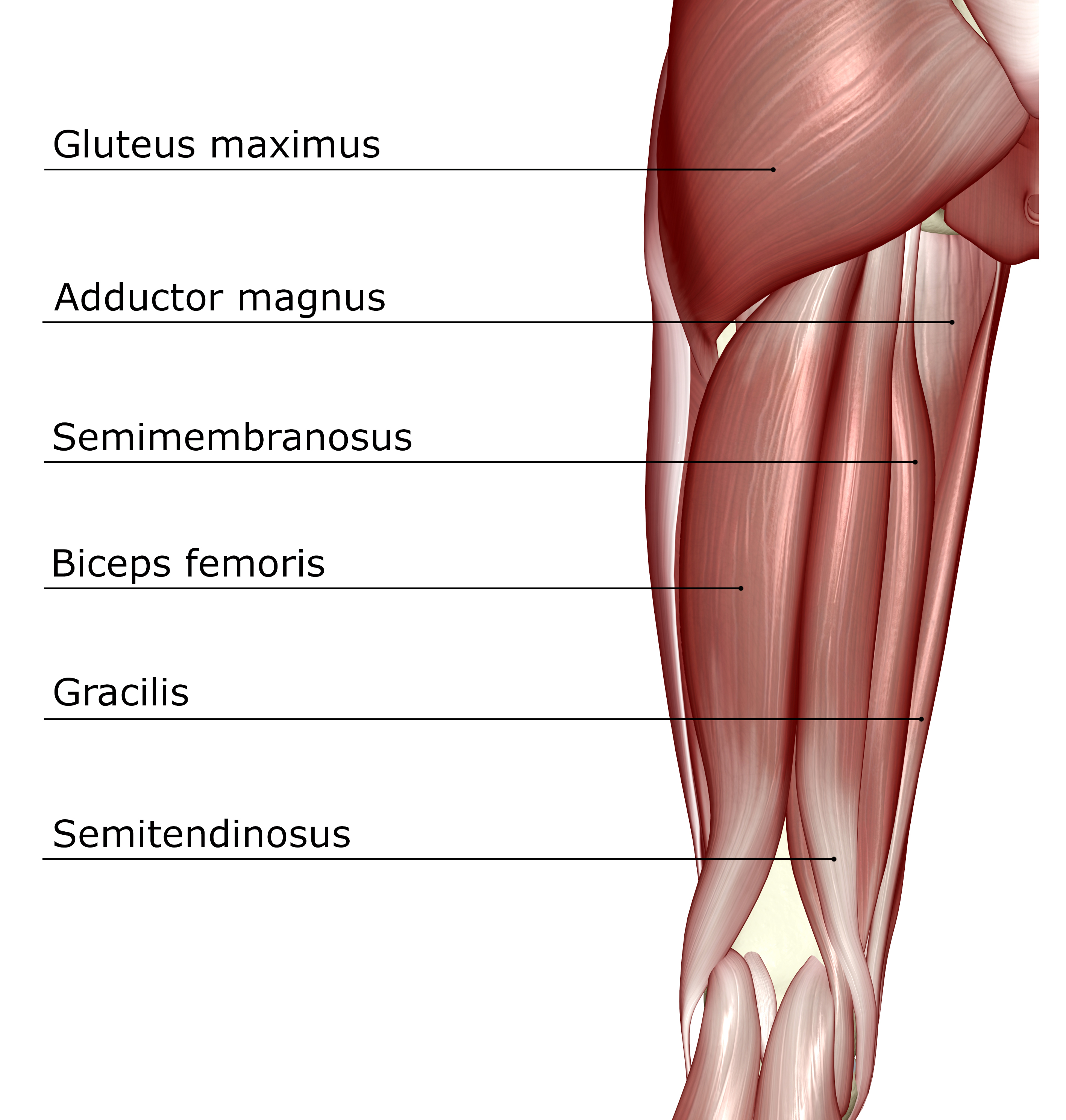 sports-injury-bulletin-anatomy-11-factors-that-differentiate