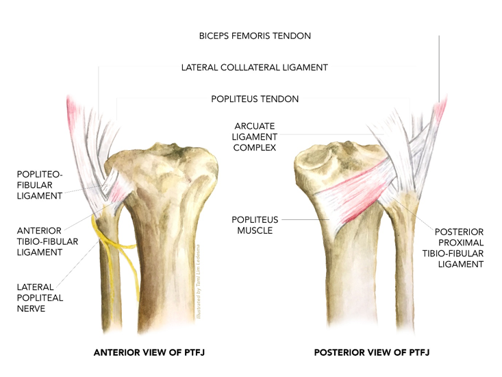 Sports Injury Bulletin - Diagnose & Treat - Proximal tib-fib joint: an ...