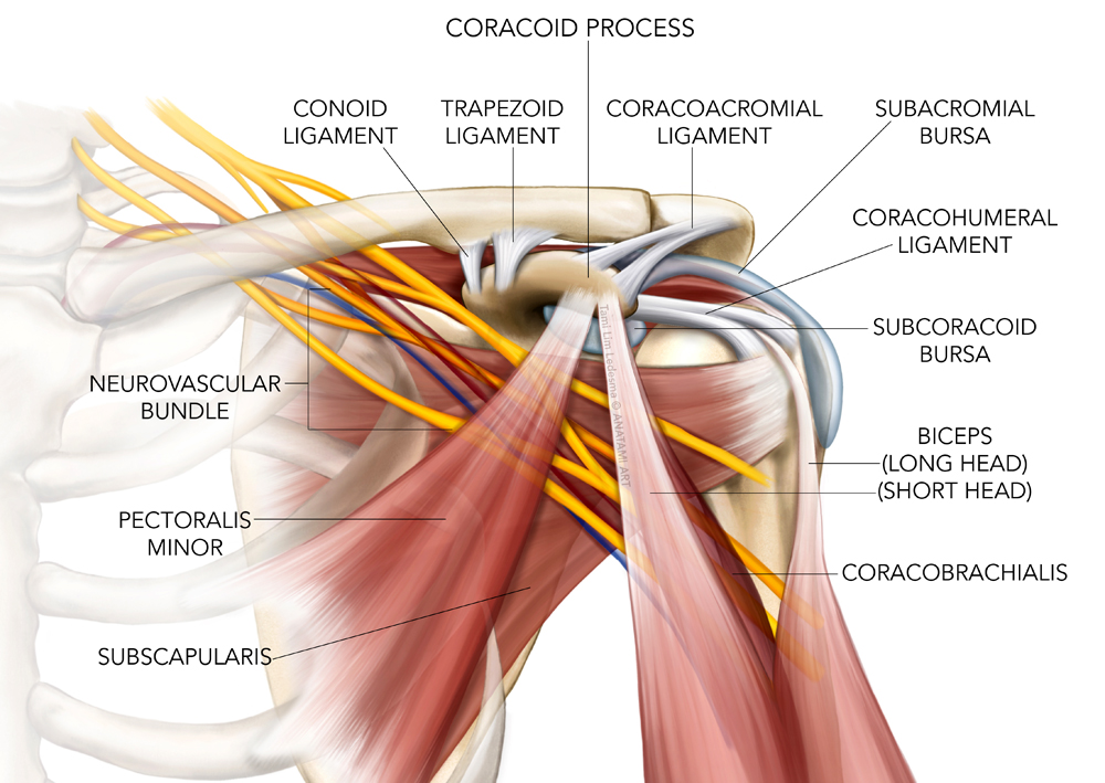 coracoid process of scapula