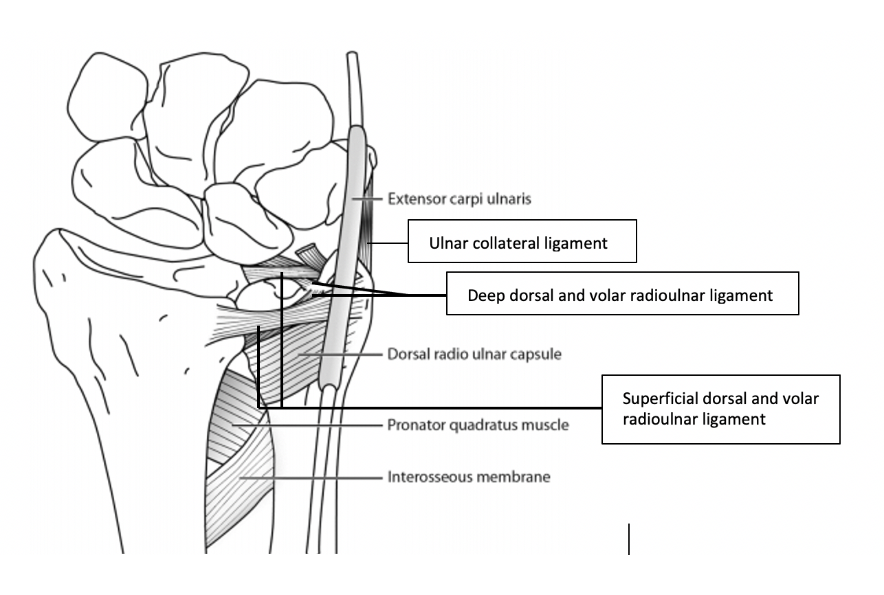 Sports Injury Bulletin - Anatomy - Getting to grips with the distal ...