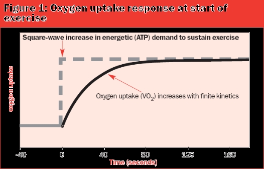 Protein and athletic oxygen utilization