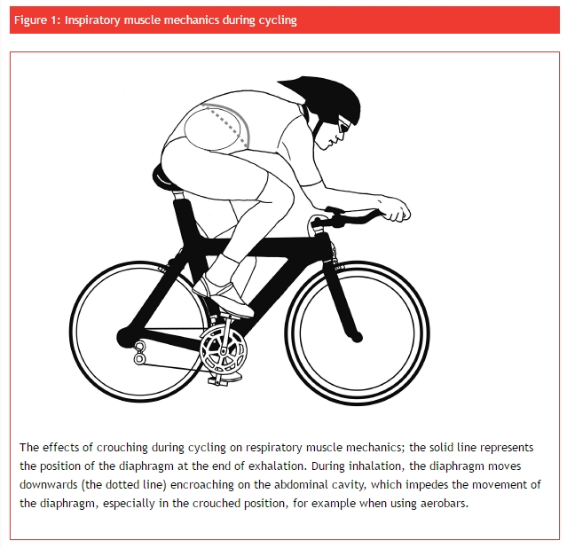 inspiratory muscle mechanics during cycling