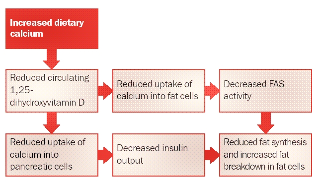 increased dietary calcium