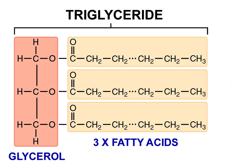 Sports Performance Bulletin Weight management MCTs energy and fat loss boost, or busted flush?