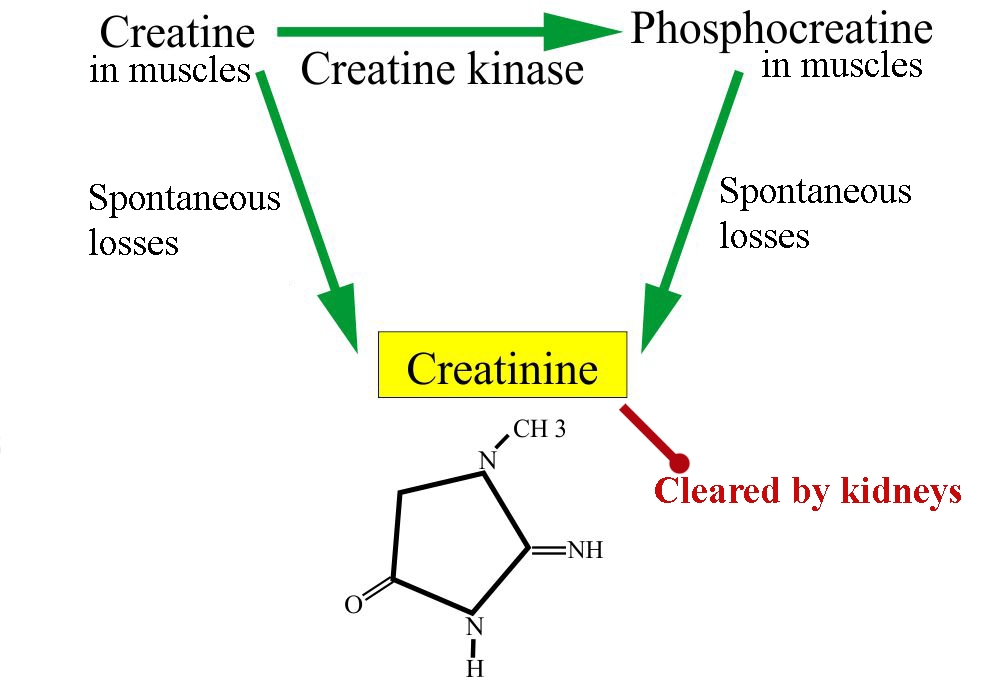 Sports Performance Bulletin Endurance injuries and health Sports