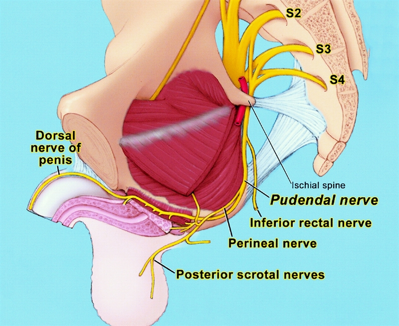 perineum bicycle seat