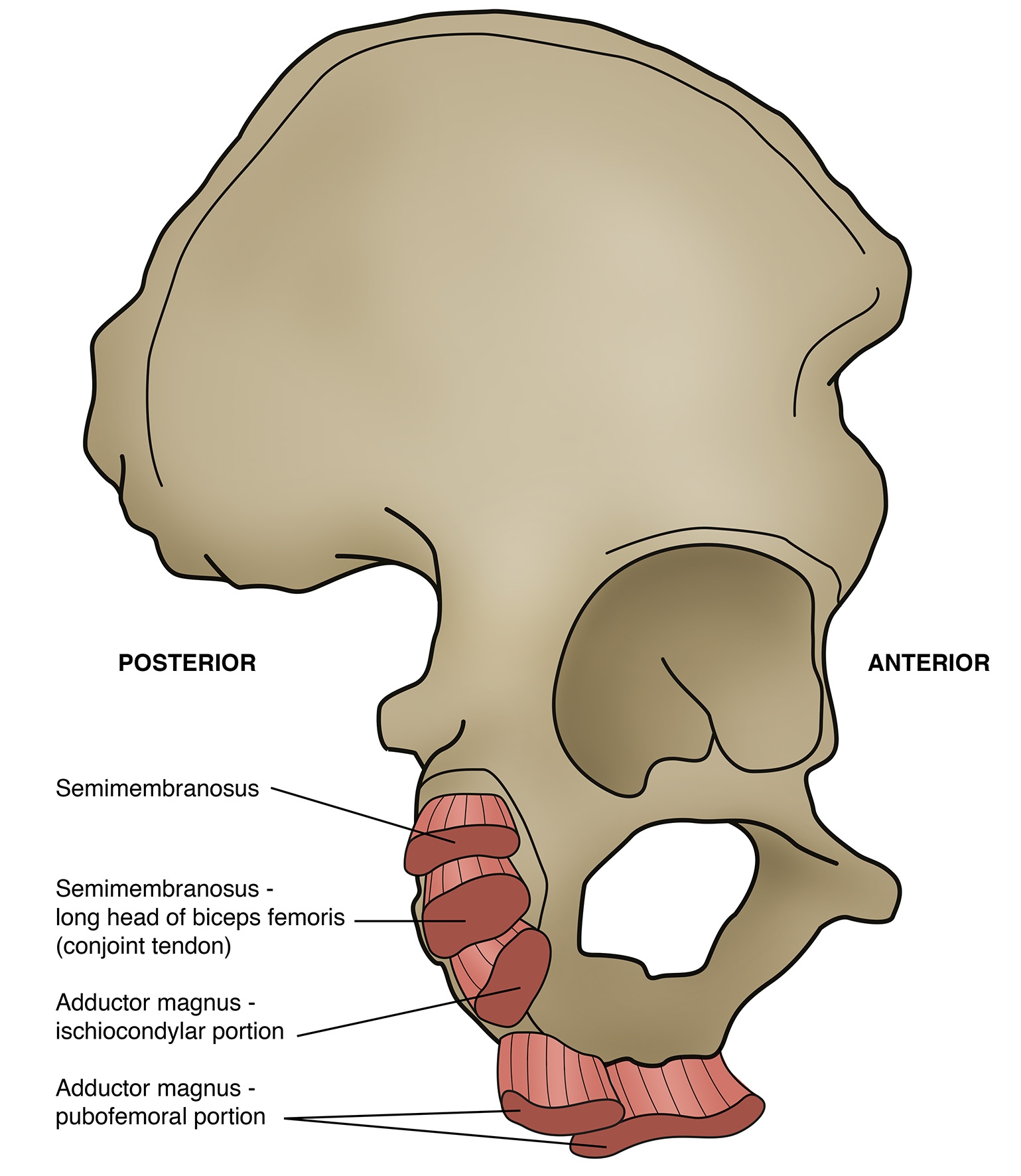 Sports Injury Bulletin Anatomy Adductor magnus tales of tightness