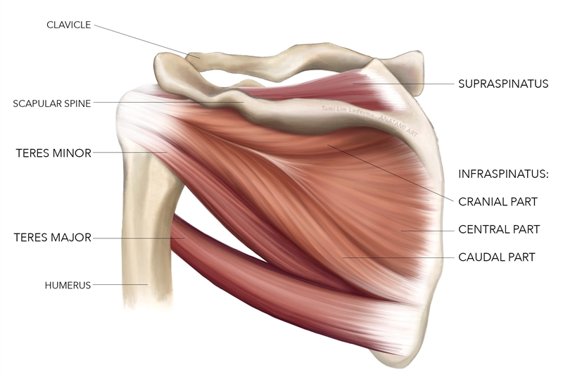 Sports Injury Bulletin - Diagnose & Treat - Masterclass: Infraspinatus ...