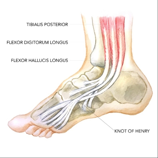 flexor hallucis longus insertion