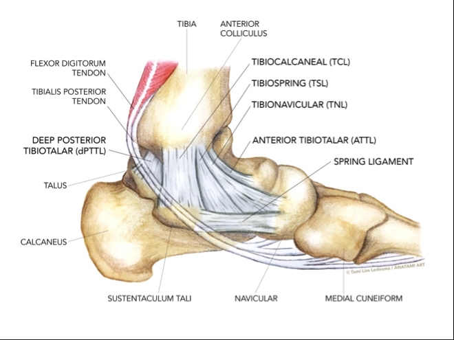 sports-injury-bulletin-diagnose-treat-deltoid-ligament-not-your