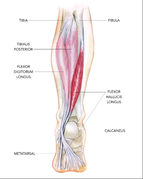 flexor hallucis longus insertion