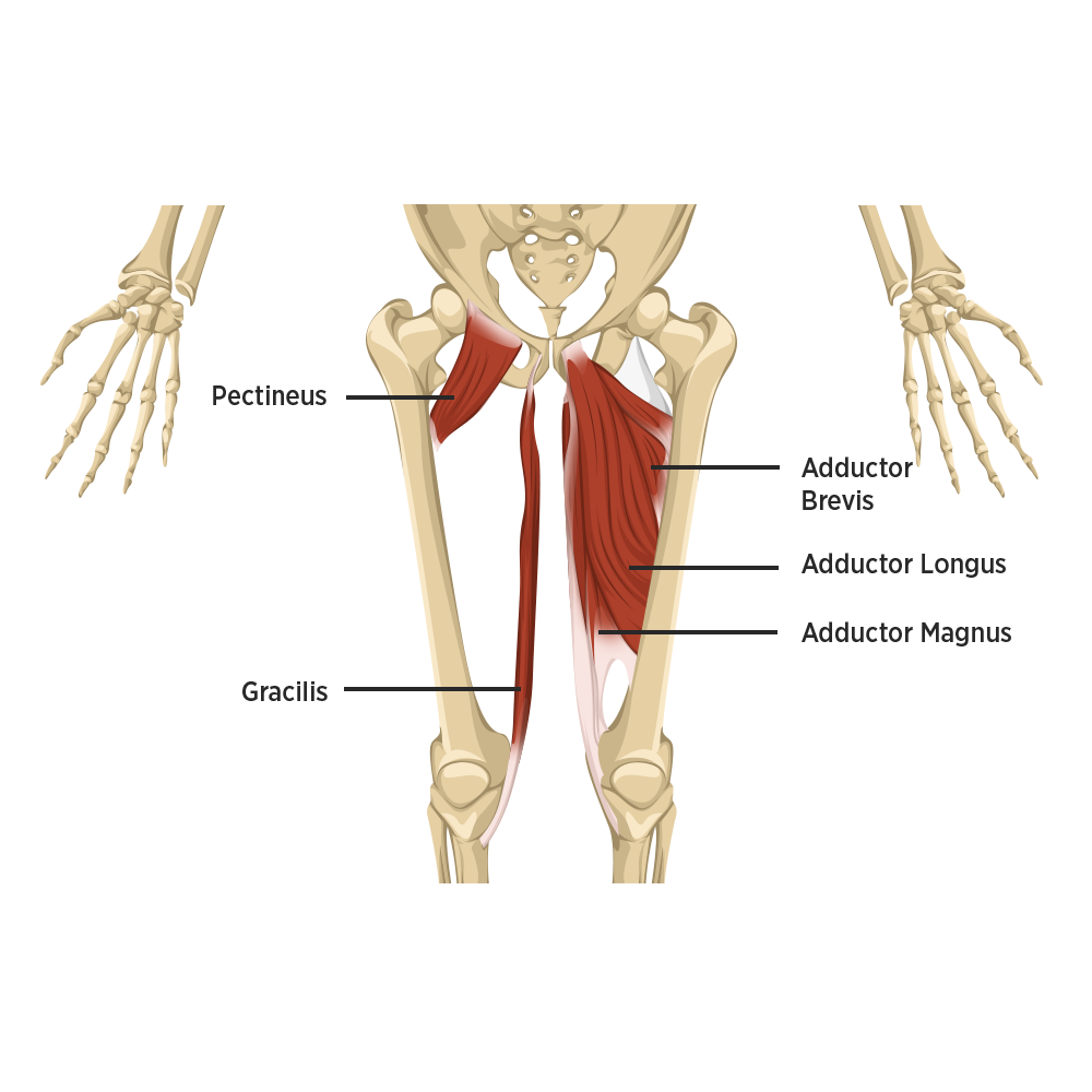 Abductor And Adductor Muscles Hip Abductor Tears Advanced Abductor And Adductor Muscles Hip Abductor Tears Advanced