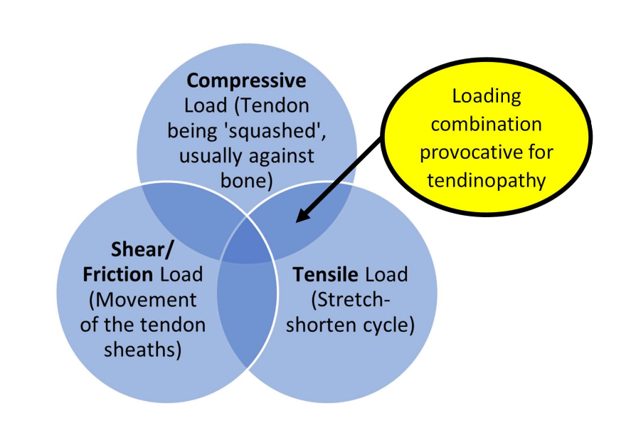 Figure 1_Different types of load experienced by a tendon1
