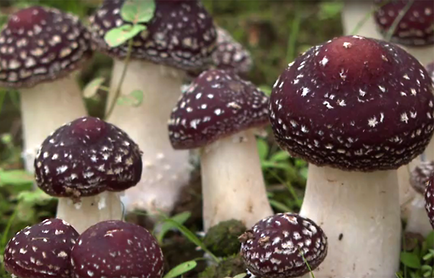 Sports supplements: should you make room for mushrooms? Sports supplements: should you make room for mushrooms?