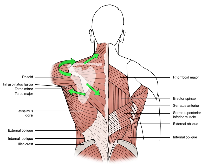 Figure 2: The anatomical lines of action of the component fibres of the trapezius
