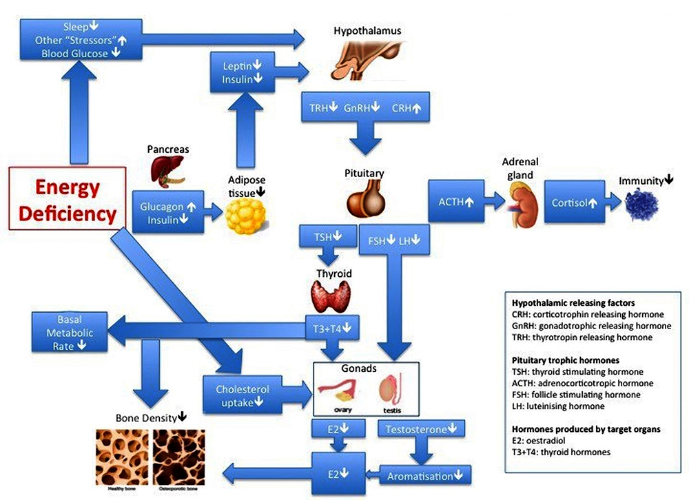 Figure 5: Simplified endocrine response in relative energy deficiency. (Used with permission @nickyKfitness) Figure 5: Simplified endocrine response in relative energy deficiency. (Used with permission @nickyKfitness)