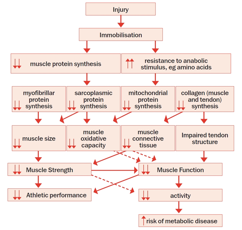 Figure 1: Flow diagram of the metabolic and functional changes following injury induced immobilization. Figure 1: Flow diagram of the metabolic and functional changes following injury induced immobilization.