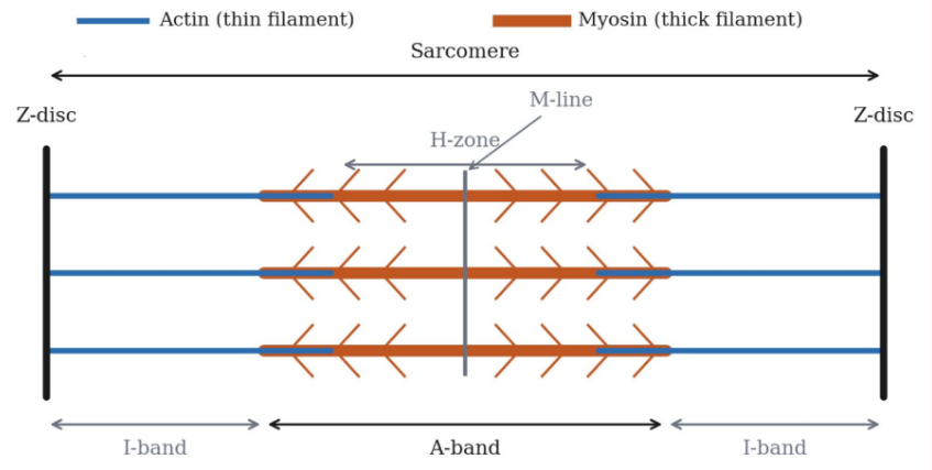 Figure 1: Structural organization of the sarcomere showing Z-discs, actin (thin filaments), and myosin (thick filaments). Figure 1: Structural organization of the sarcomere showing Z-discs, actin (thin filaments), and myosin (thick filaments).
