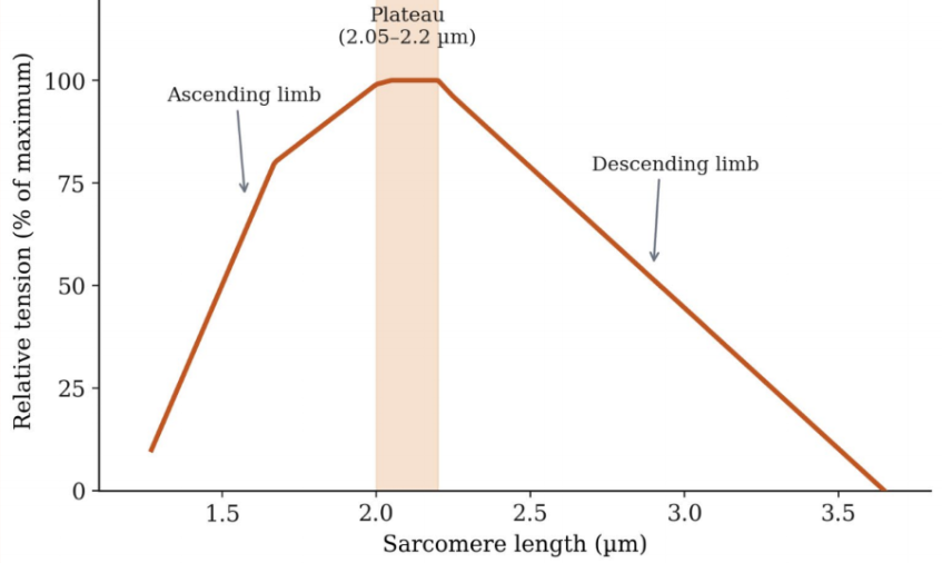 Figure 2: Classical length–tension relationship demonstrating plateau, ascending, and descending limbs. Figure 2: Classical length–tension relationship demonstrating plateau, ascending, and descending limbs.