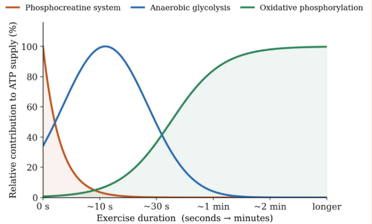 Figure 3: The three major energy systems and their relative contribution to ATP supply over exercise duration. Figure 3: The three major energy systems and their relative contribution to ATP supply over exercise duration.